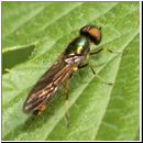 Sargus sp - Waffenfliege 01b.jpg